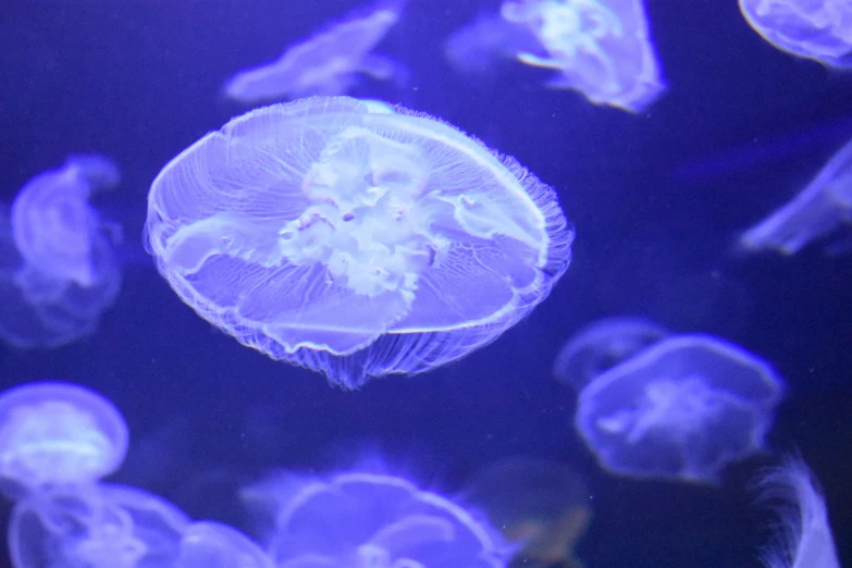 the blue jellyfish is floating by itself