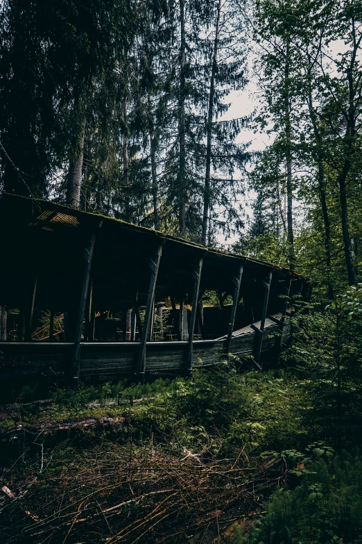 train traveling through the woods near trees