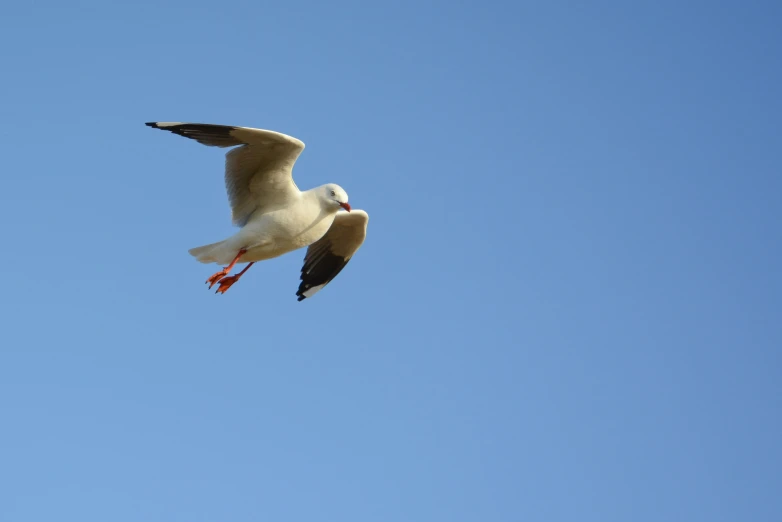 a bird flying up in the blue sky