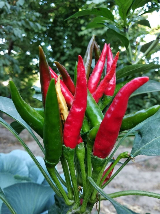 a close up of a plant with red peppers and green leaves