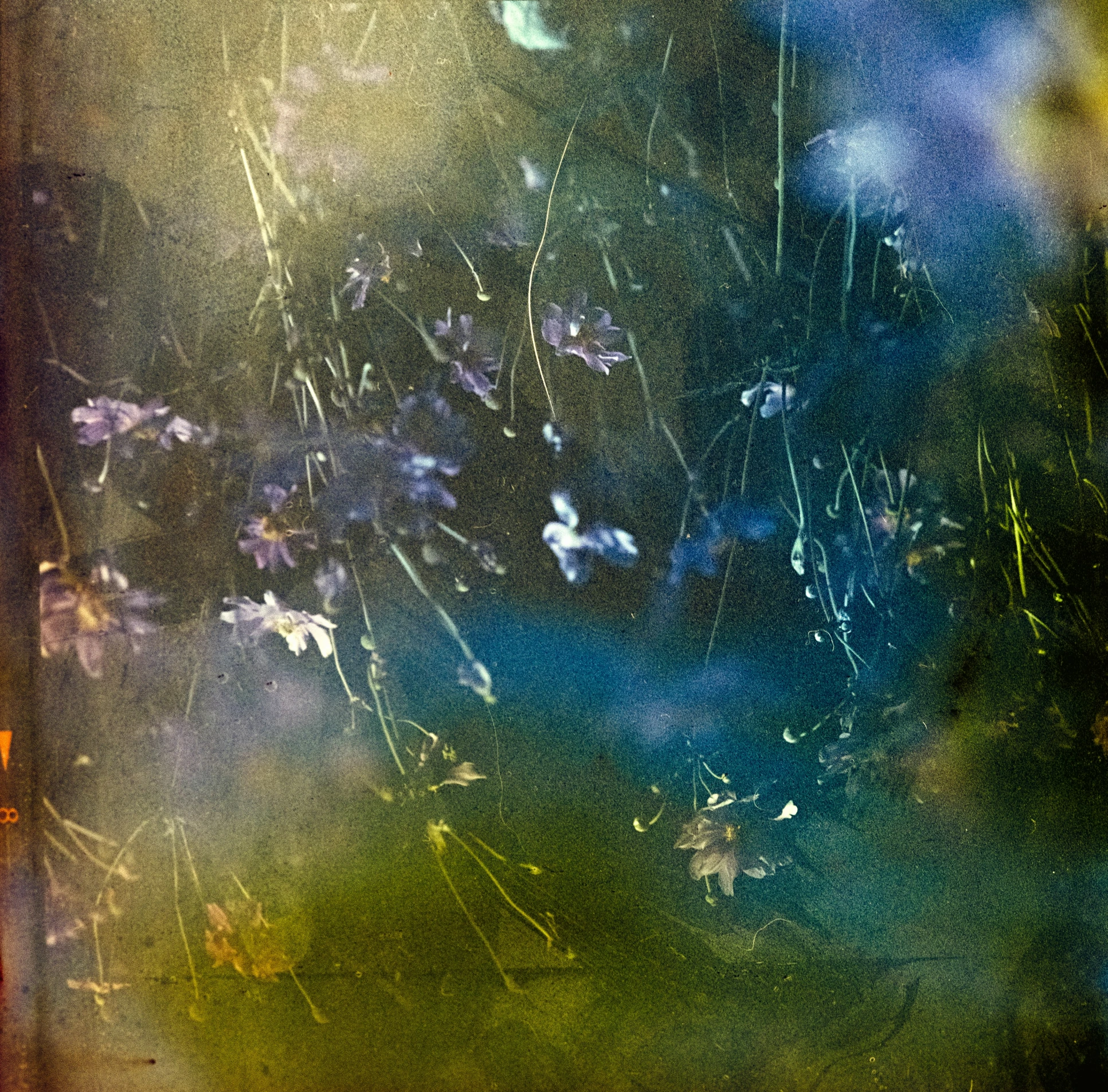 blurry po of weeds and blue flowers near a building