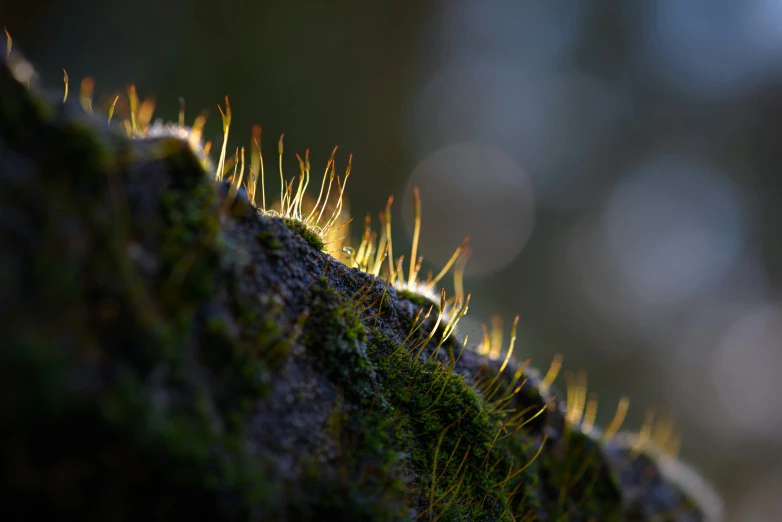 a grass growing on the side of a rock