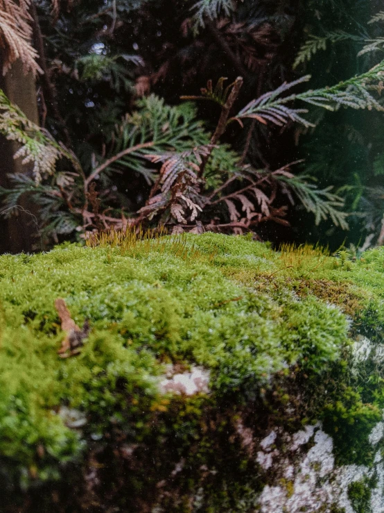 an owl sitting on the mossy ground by some trees