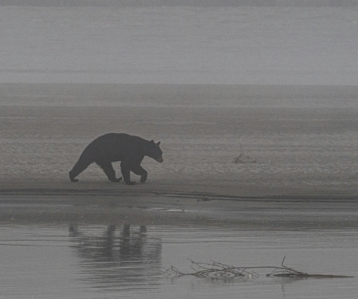 a bear walking across a body of water