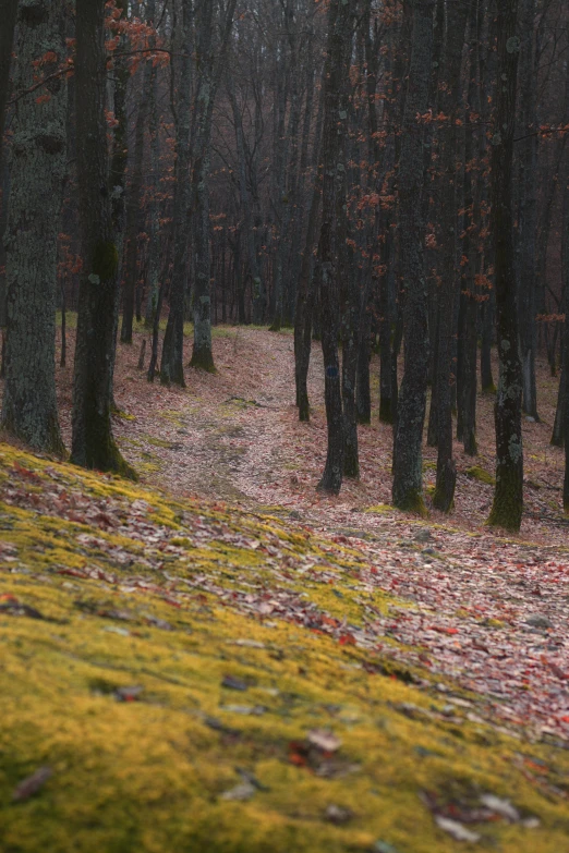 trees in the forest in autumn, on one side has fallen leaves