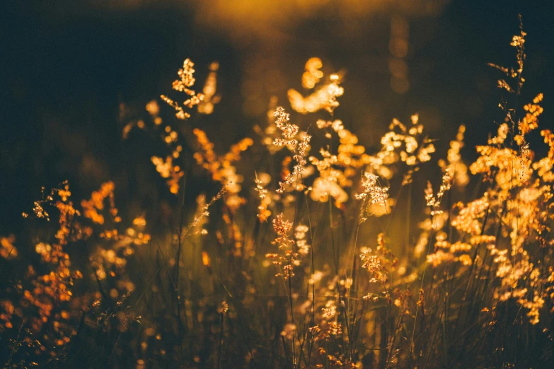 the sun is setting in a field full of weeds