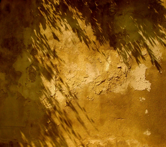 an old painted wall and plant shadow casting on it