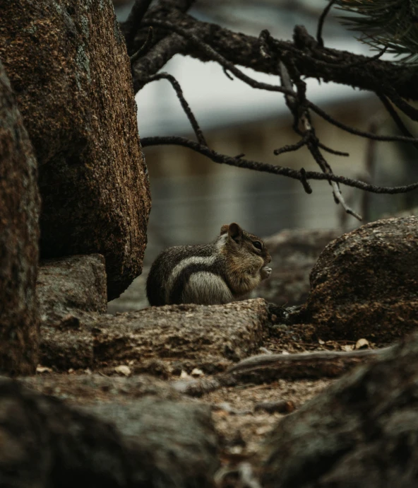 a squirrel sits in front of the tree