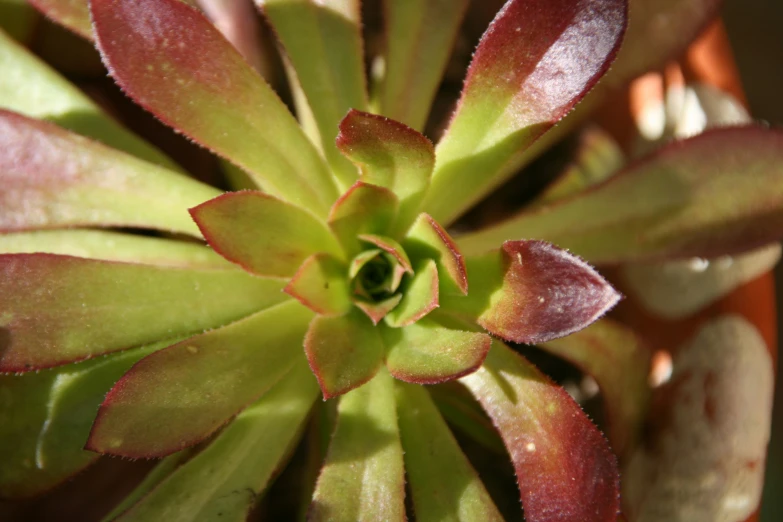 close up of a plant that is growing very quickly