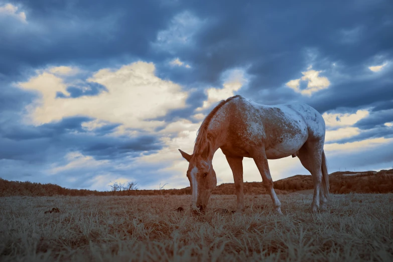 an orange horse is grazing on grass in a large open field