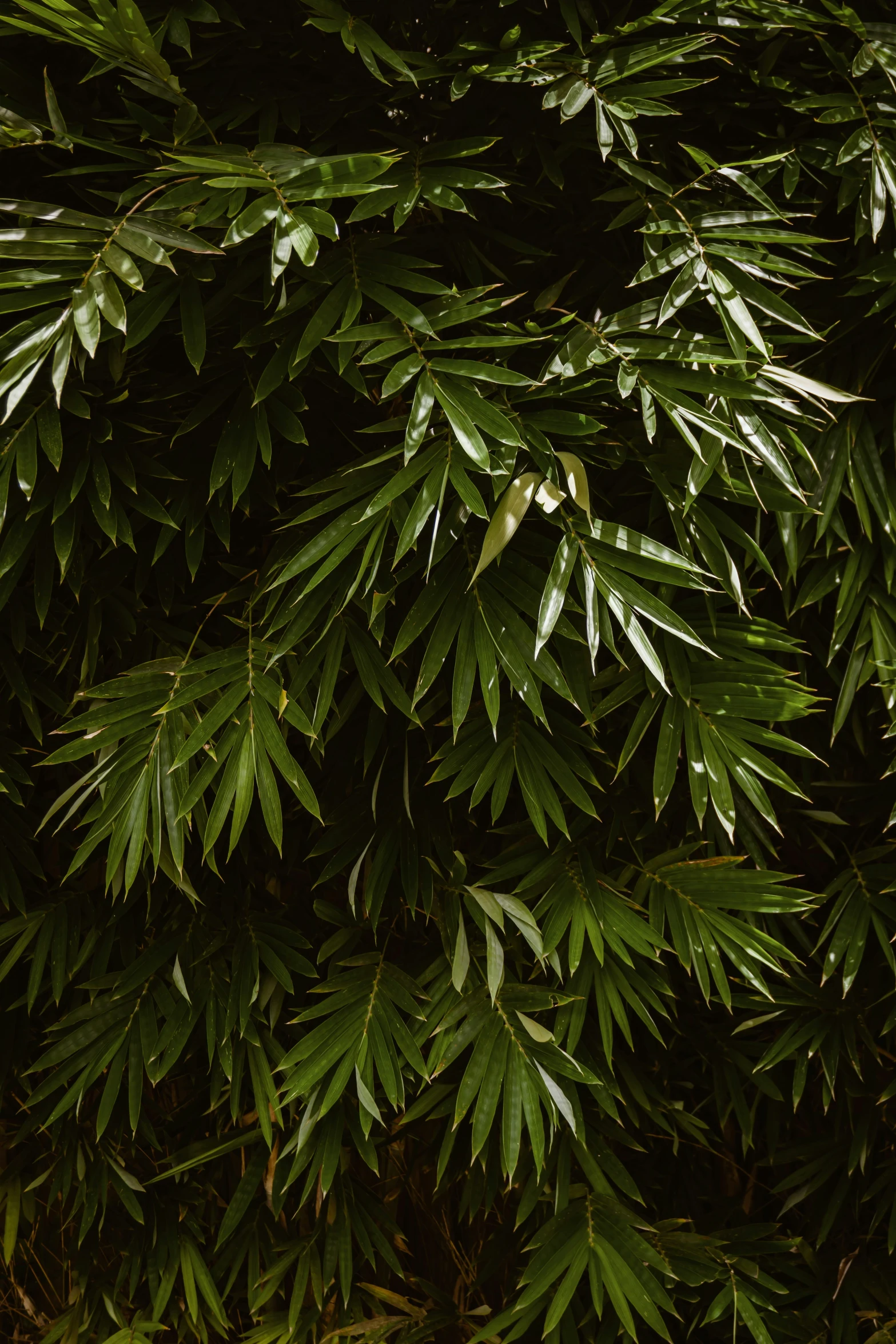 closeup of some very green leaves from a tree