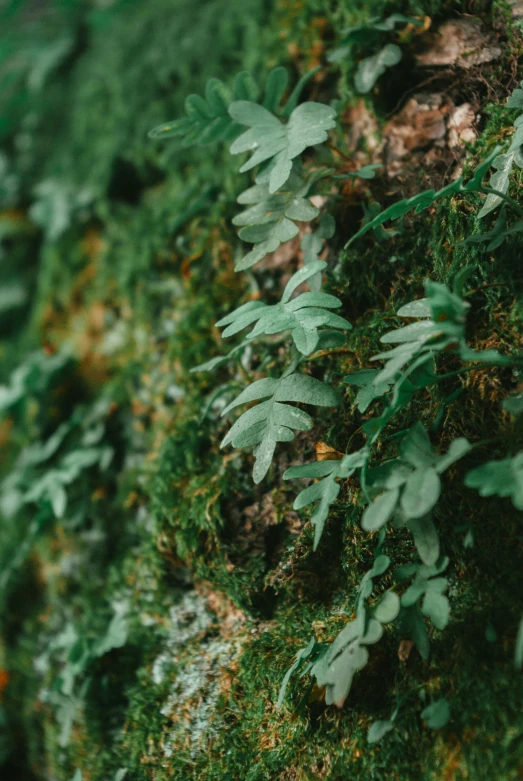 a green mossy wall with a small amount of leaves