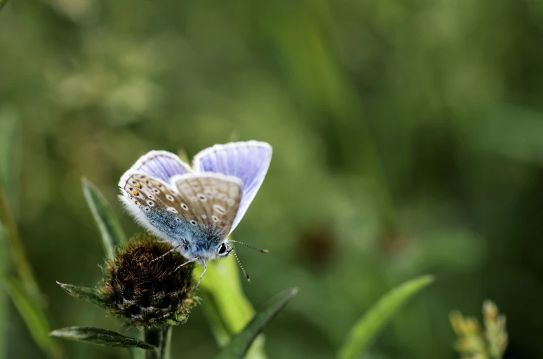 two blue erflies are standing on some grass