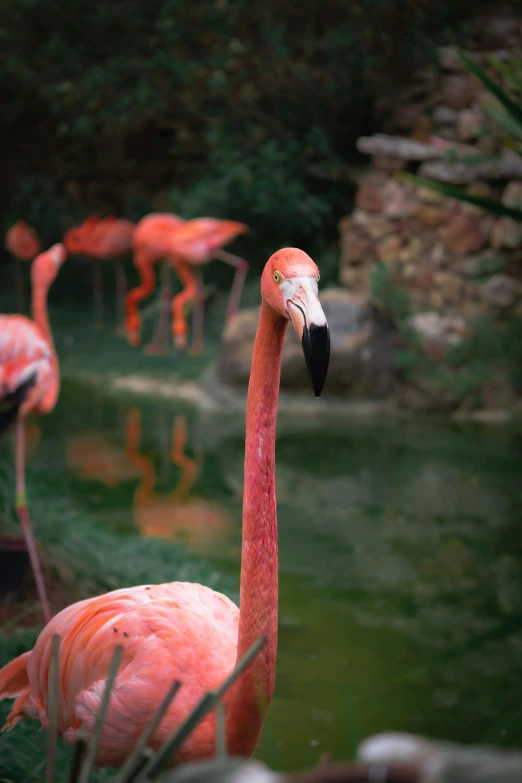 several flamingos with pink and white birds in a pool