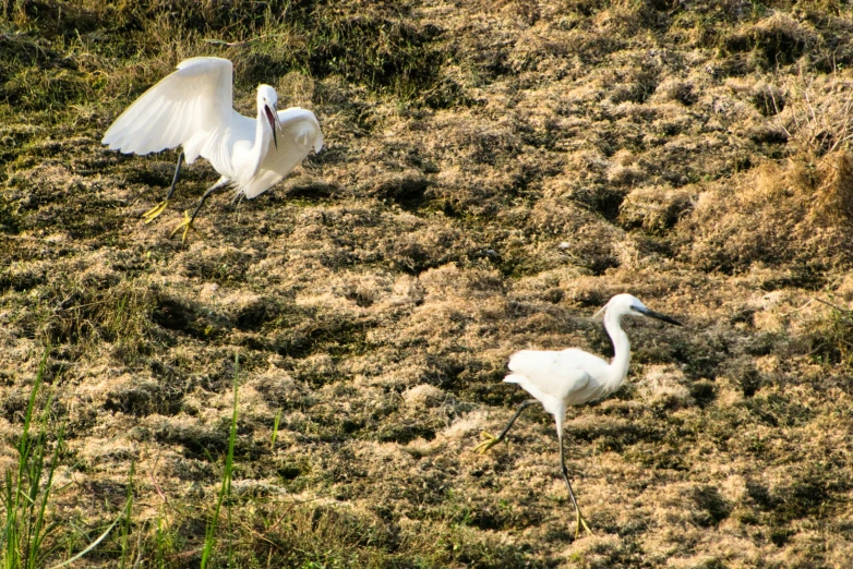 two white birds sitting on the ground in a field