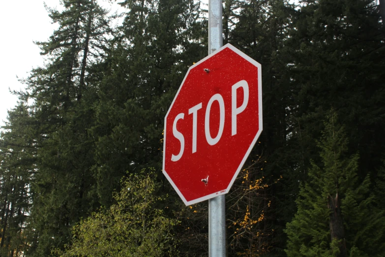 a stop sign sits in front of many tall trees