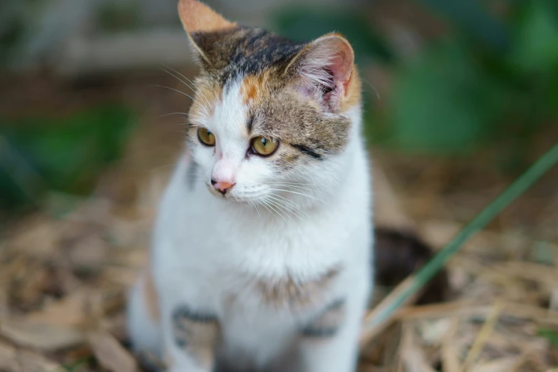 a brown, white and black cat on the ground