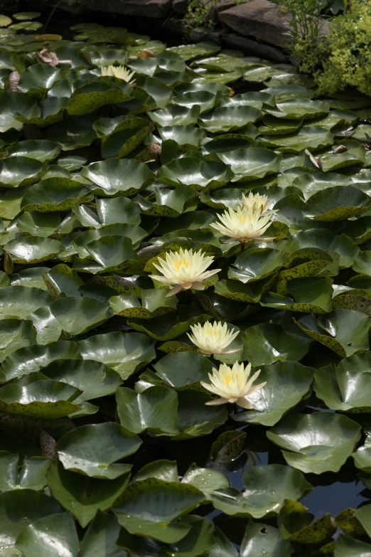the water lilies grow out of the water