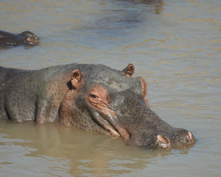 the hippos are swimming in the water