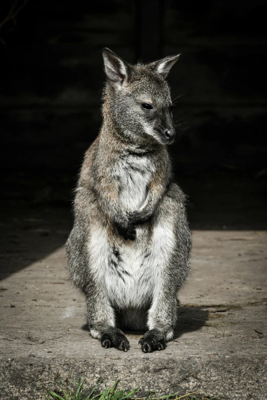 a very furry looking animal sitting on a floor