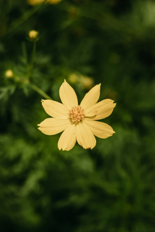 yellow flower with dark background and green leaves