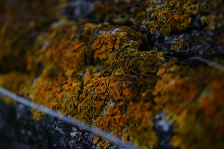 a closeup of some moss on a rock