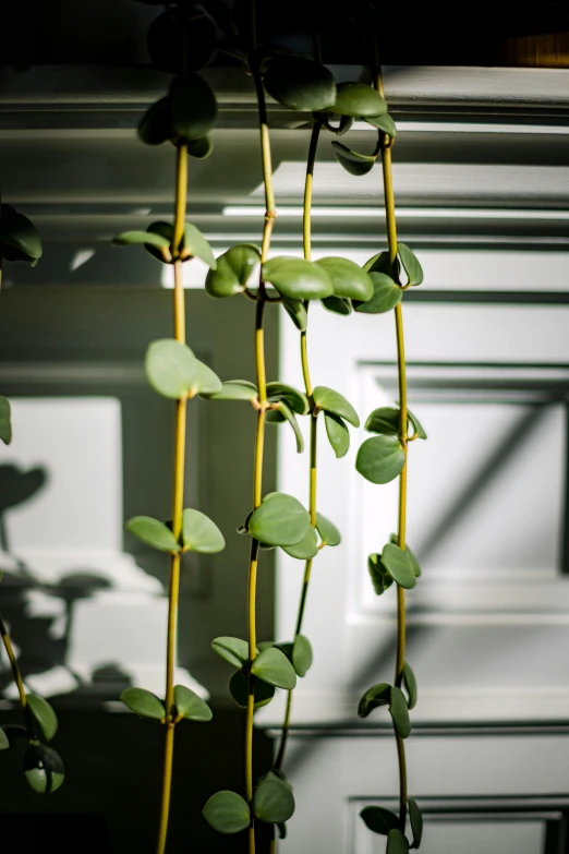 the plants have been cut and placed in their hanging basket