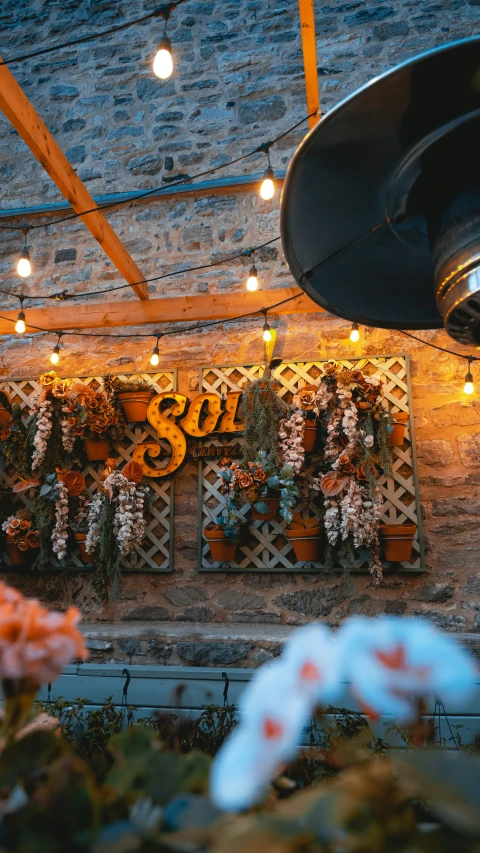 some plants hanging from the ceiling near a plant wall