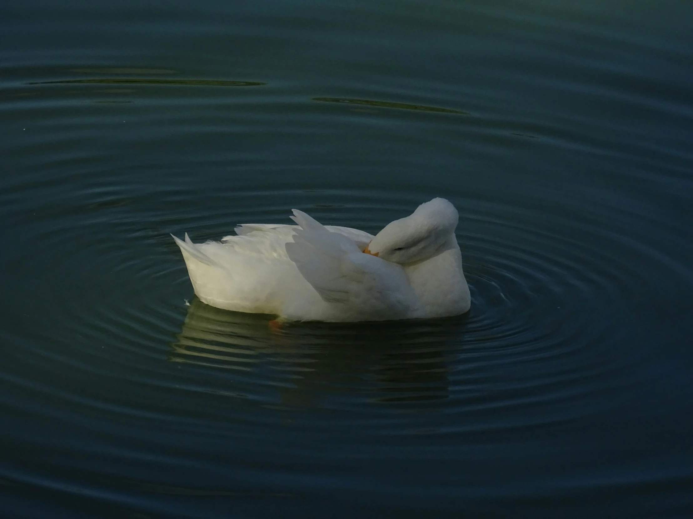 a white duck is in the middle of some water