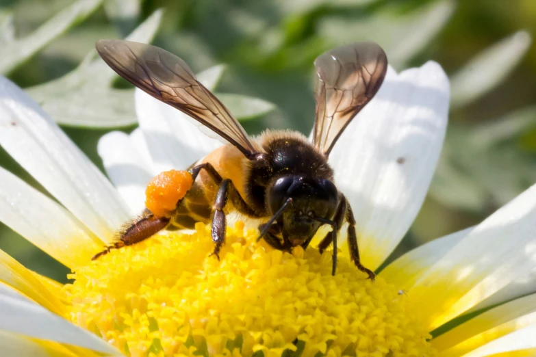 a bee eating nectars on a yellow flower