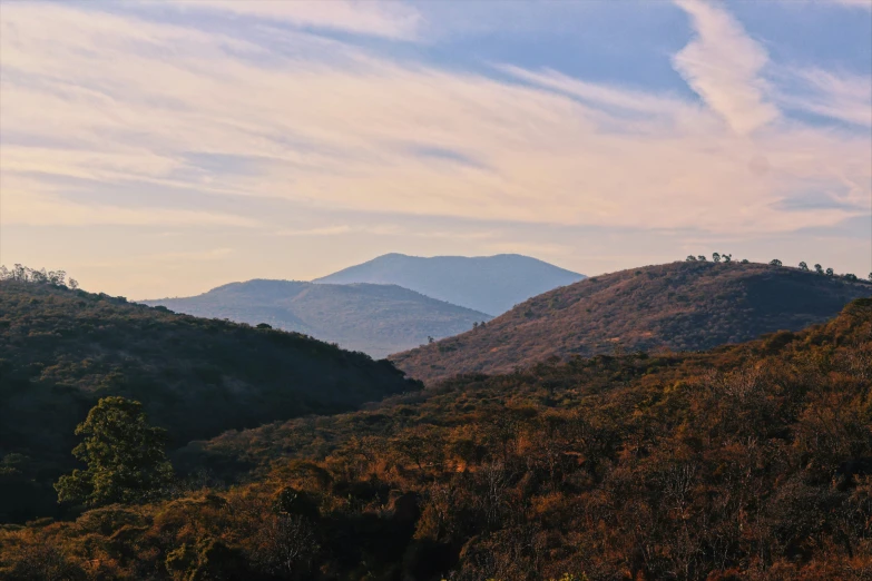 trees and bushes in the foreground with mountains in the distance