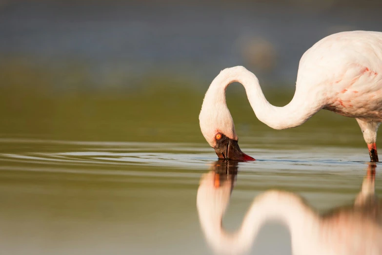 a white bird standing in the water eating soing