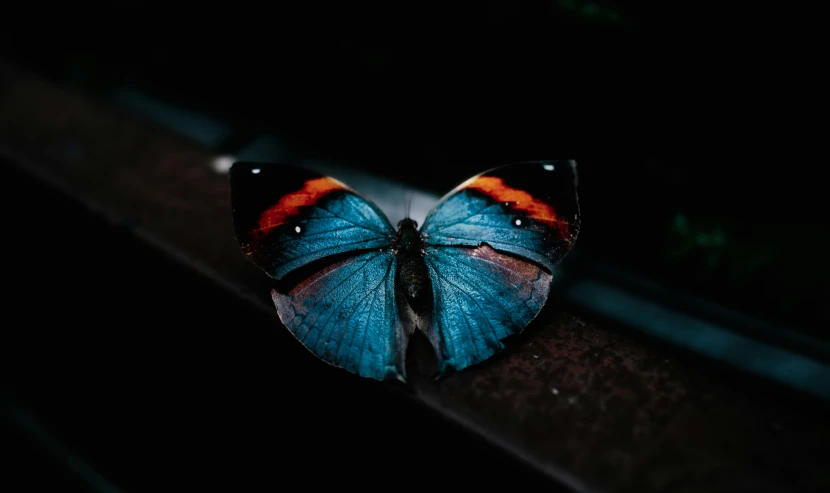 a blue erfly sitting on top of a piece of wood