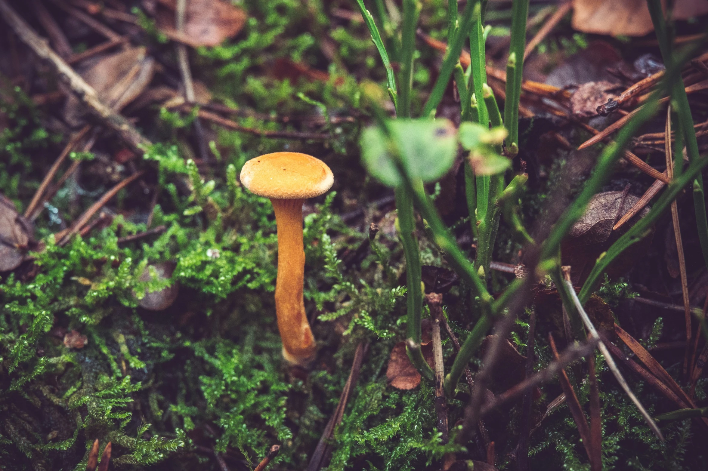 a small yellow mushroom stands in the grass