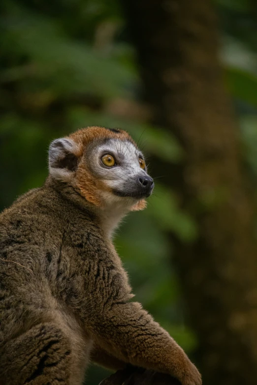 an animal sitting in the middle of a forest