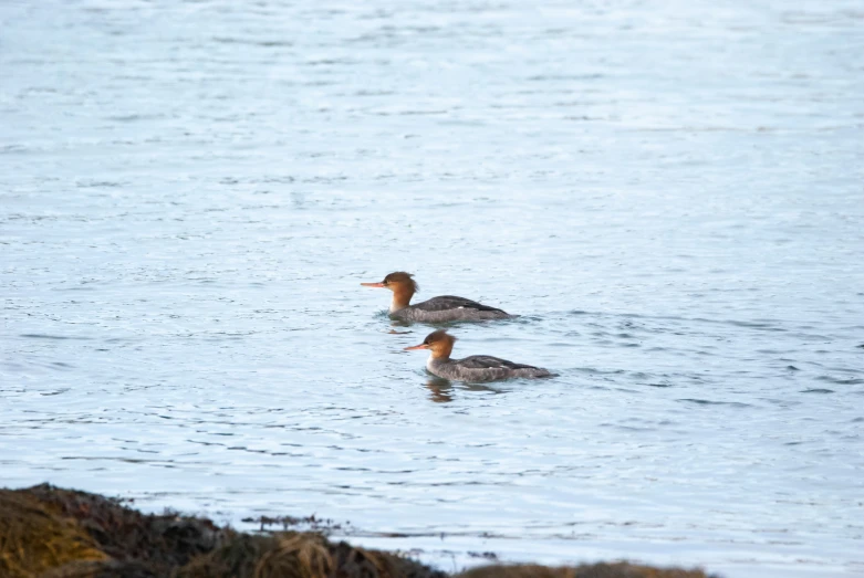 two ducks swim on top of a body of water