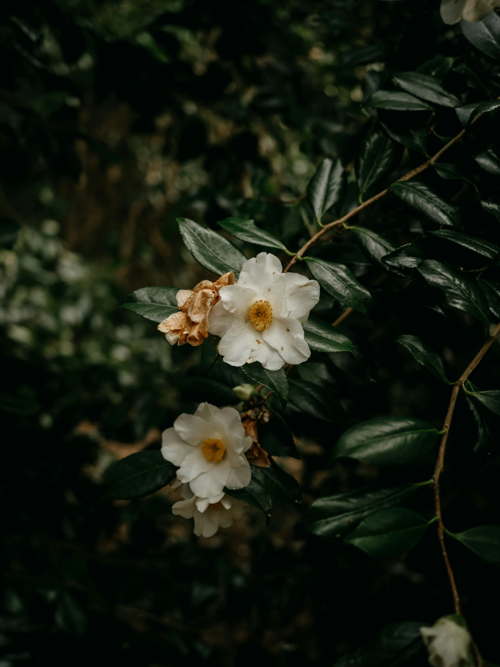 some white flowers and leaves by a bush