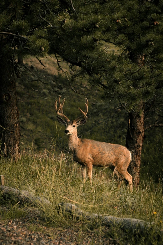 a small white - tailed deer stands in front of some tall pine trees