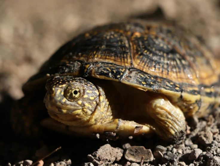 the small turtle is on the dirt floor