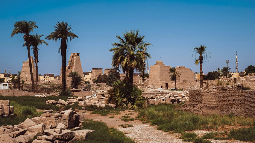 palm trees in the middle of a field and a building on one side