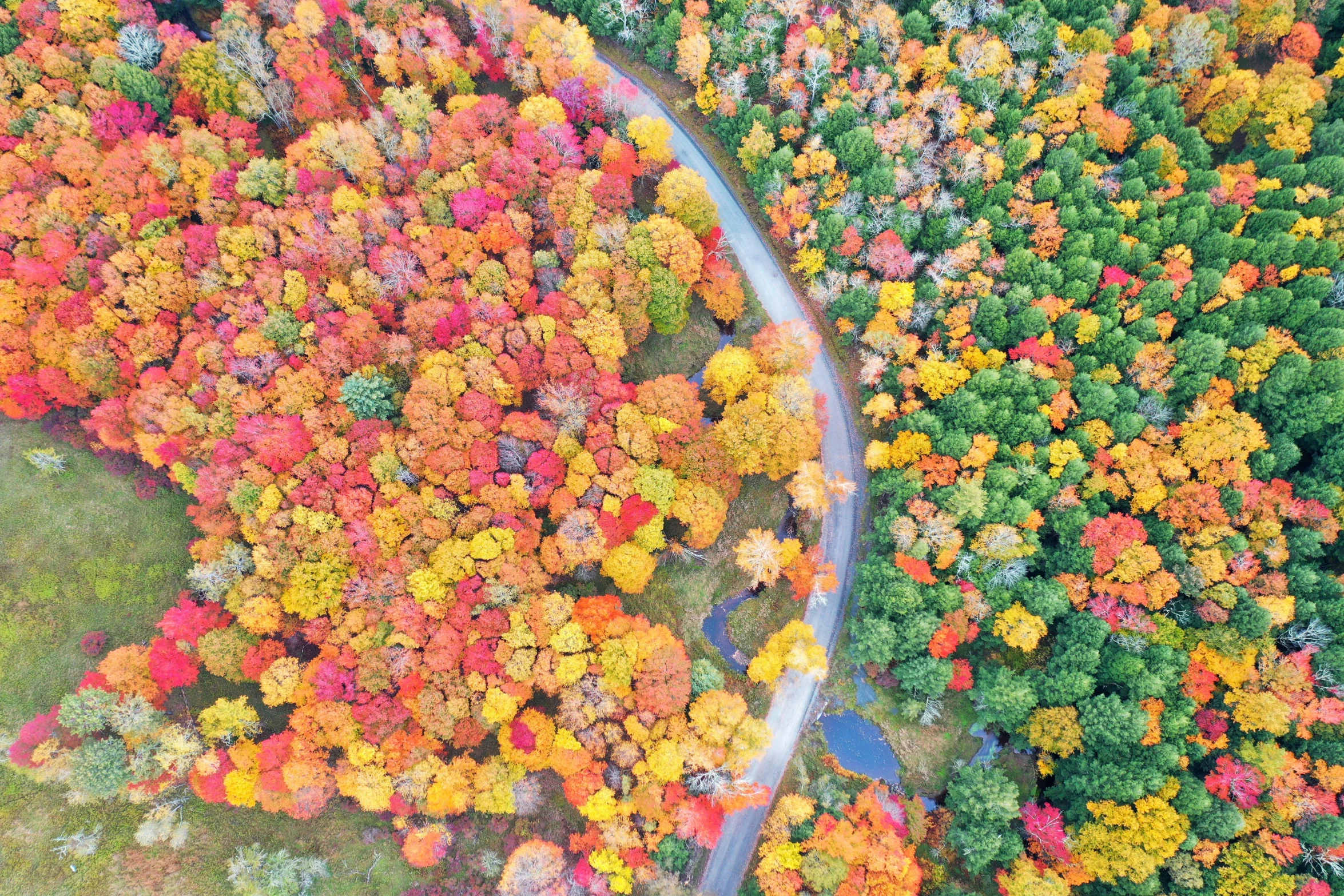 an aerial view of a wooded area with trees in autumn and fall colors