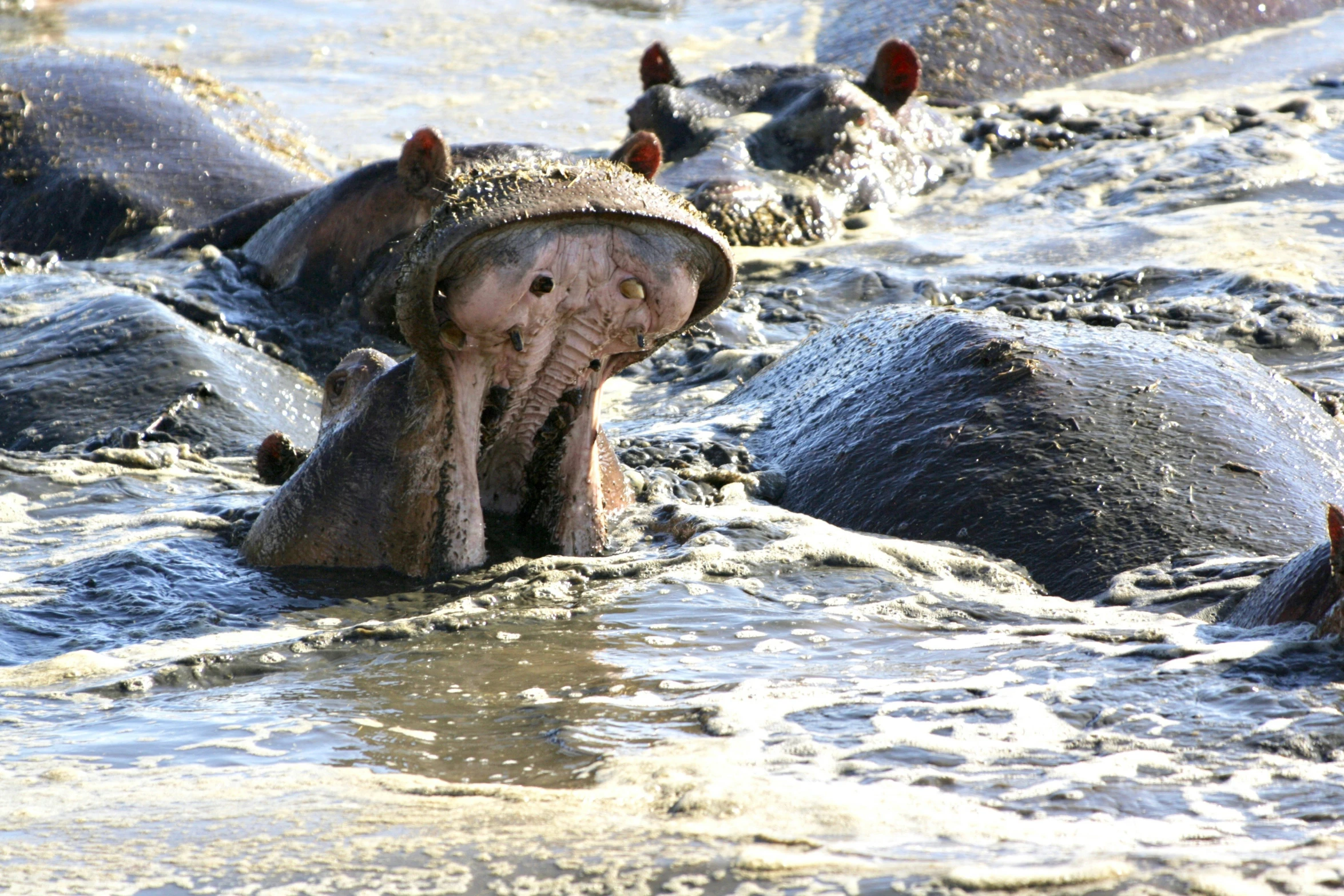 three elephants are wading through some dirty water