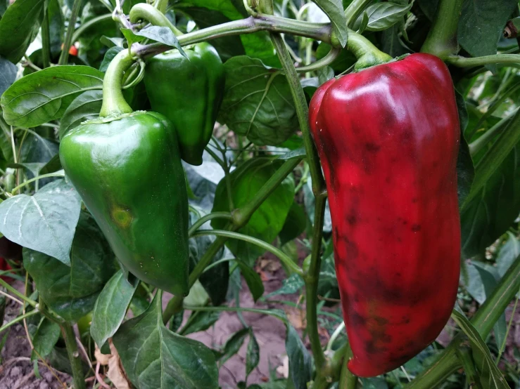 red and green peppers growing on a plant