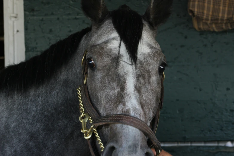 a person is holding the bridle of a black and white horse