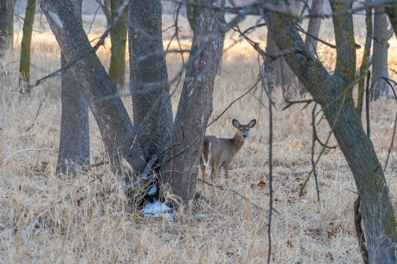 a deer is hiding behind the trees in the grass