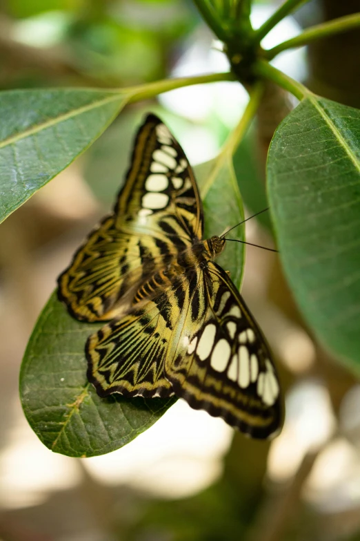 a large yellow and black erfly on top of leaves