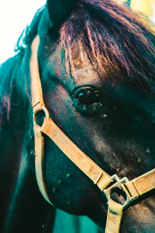 closeup of a horse's face with orange mane