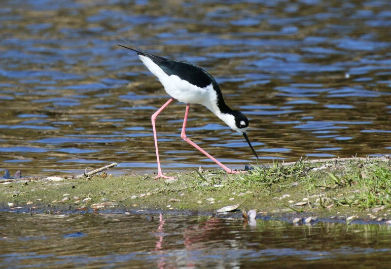 a black and white bird standing on top of a grass covered field