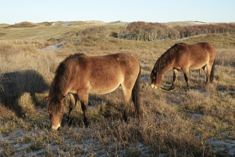 two ponies eating grass in a field with tall grasses