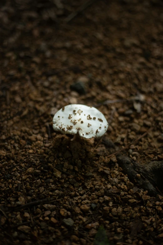 small white mushroom sprouts from the ground